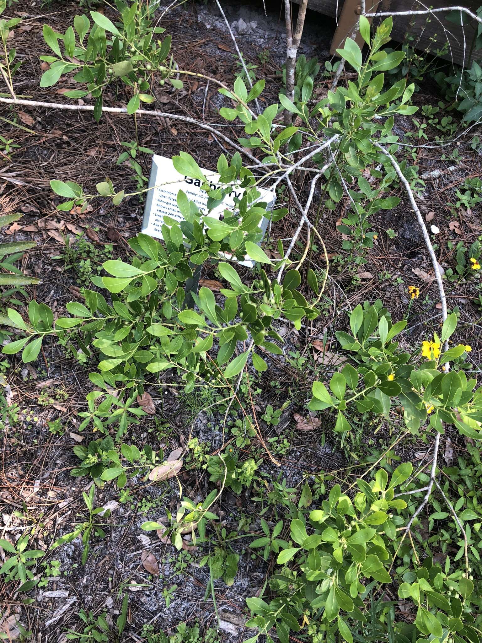 Image of cucumberleaf sunflower