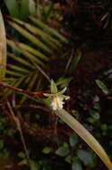 Plancia ëd Scaphyglottis amparoana (Schltr.) Dressler