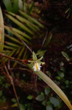 Scaphyglottis amparoana (Schltr.) Dressler的圖片