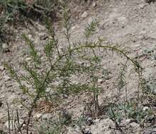 Image of Asparagus verticillatus L.