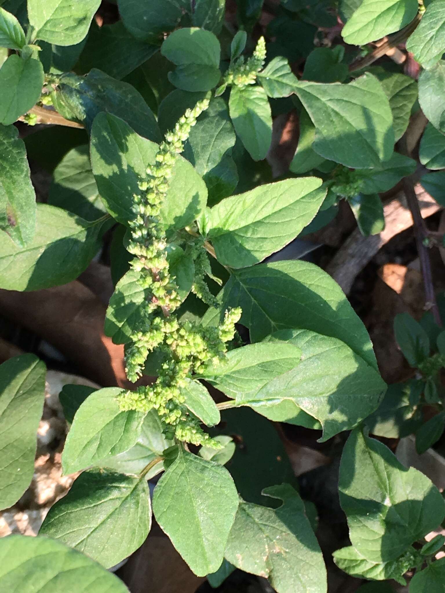 Imagem de Amaranthus viridis L.