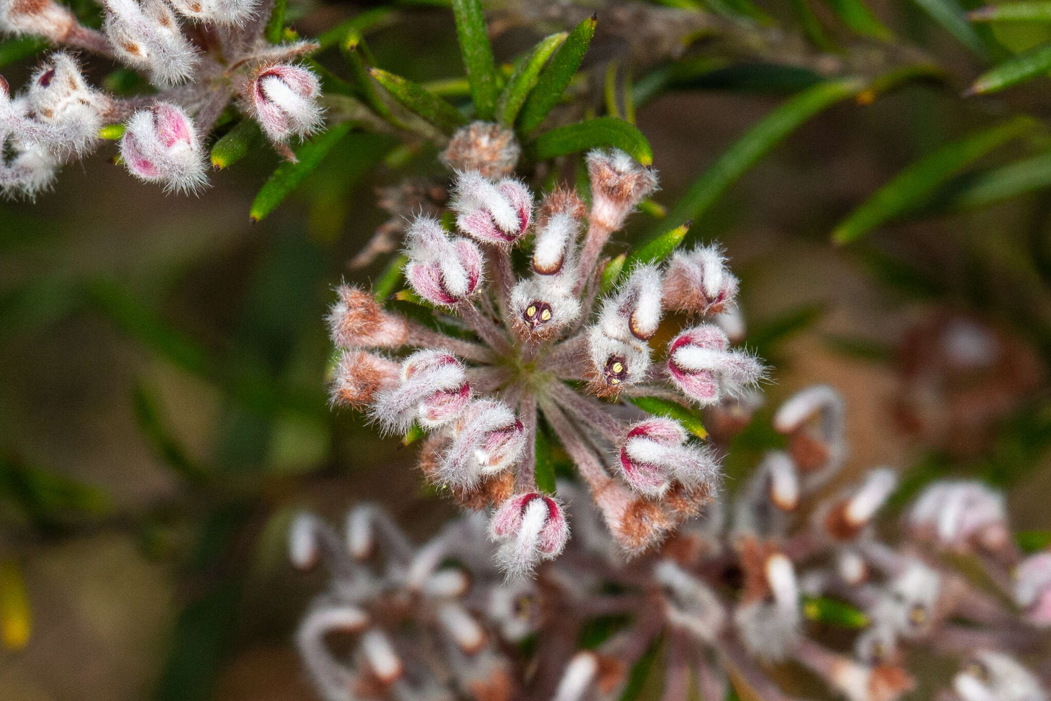 Image of Grevillea acerata Mc Gill.