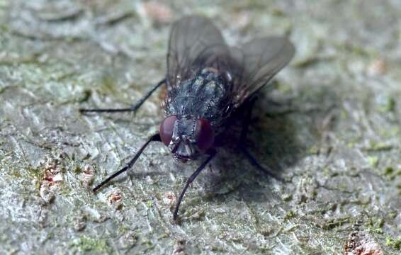 Image of House fly