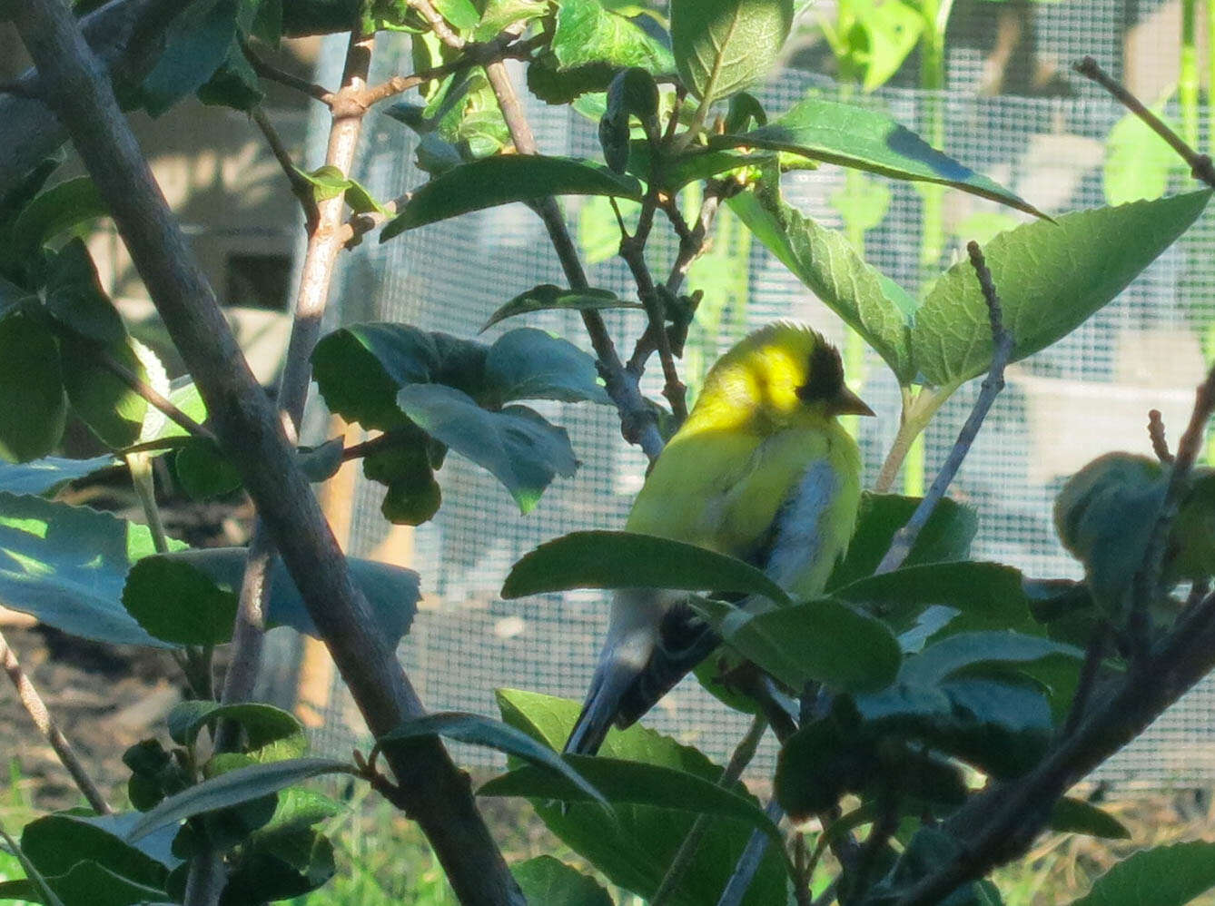 Image of American Goldfinch