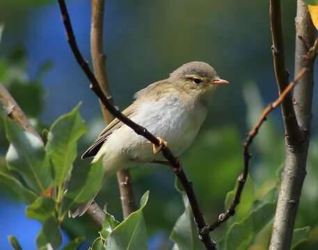 Image of Willow Warbler