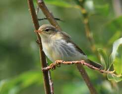 Image of Willow Warbler