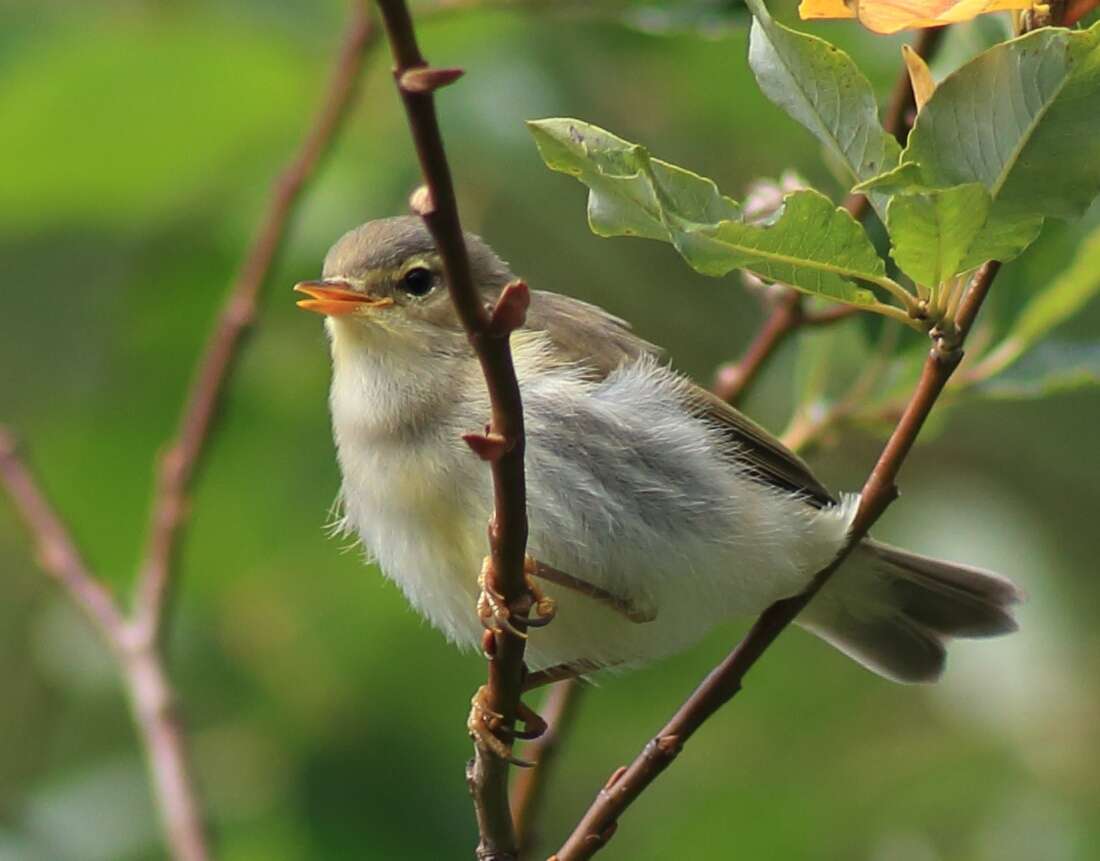 Image of Willow Warbler