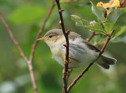 Image of Willow Warbler