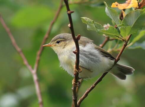 Image of Willow Warbler