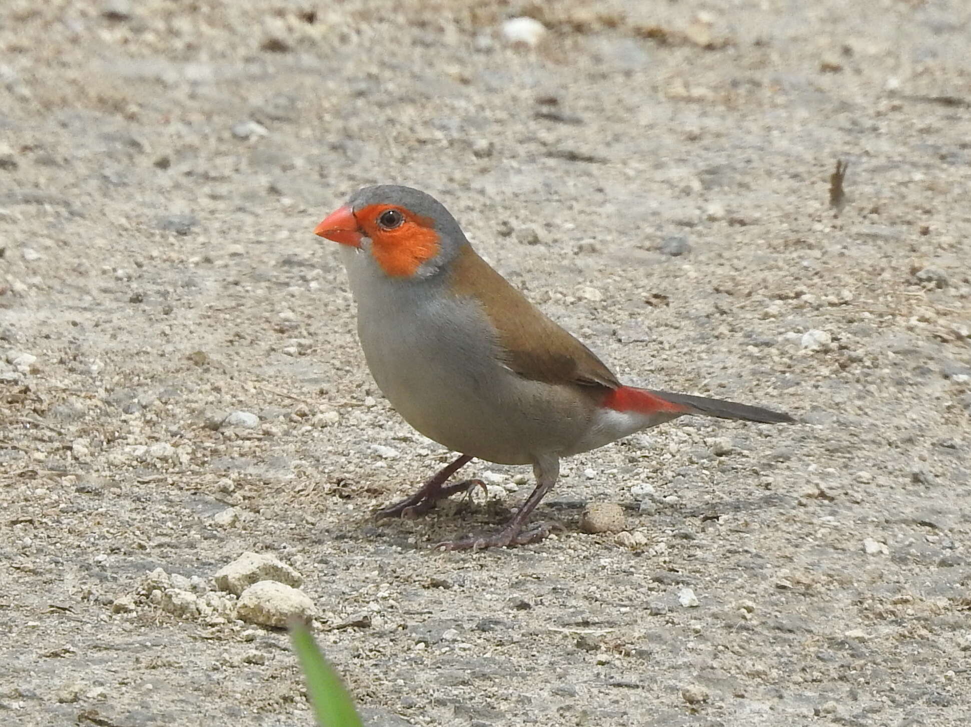 Image of Orange-cheeked Waxbill