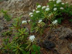 Imagem de Rhododendron diversipilosum (Nakai) H. Harmaja