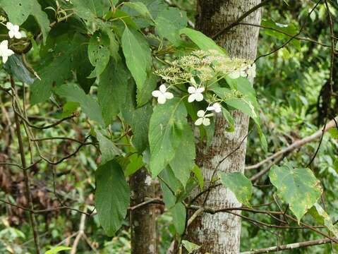 Sivun Hydrangea aspera subsp. robusta (Hook. fil. & Thoms.) Mc Clintock kuva