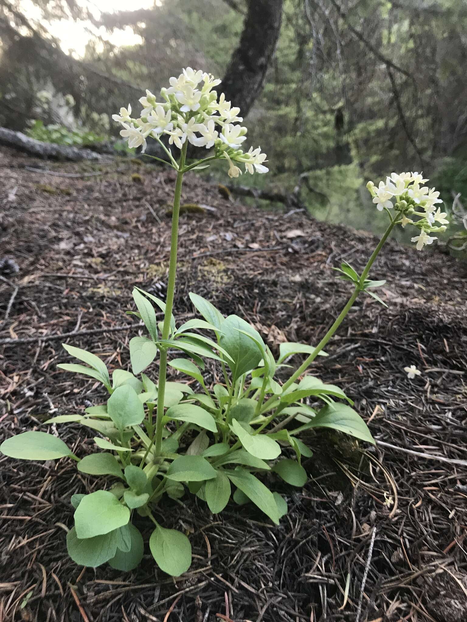 Image of Wenatchee valerian