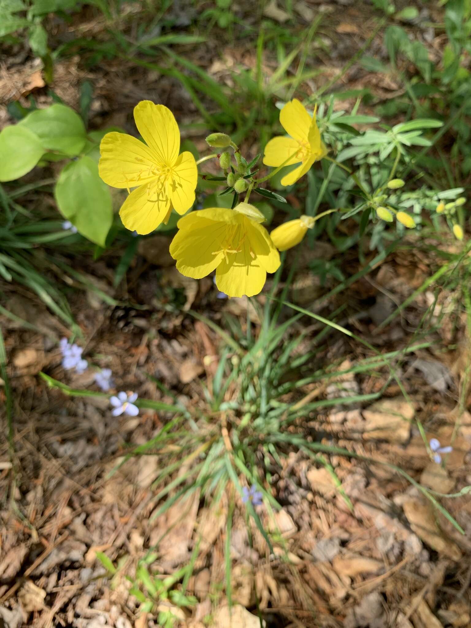 Plancia ëd Oenothera fruticosa L.