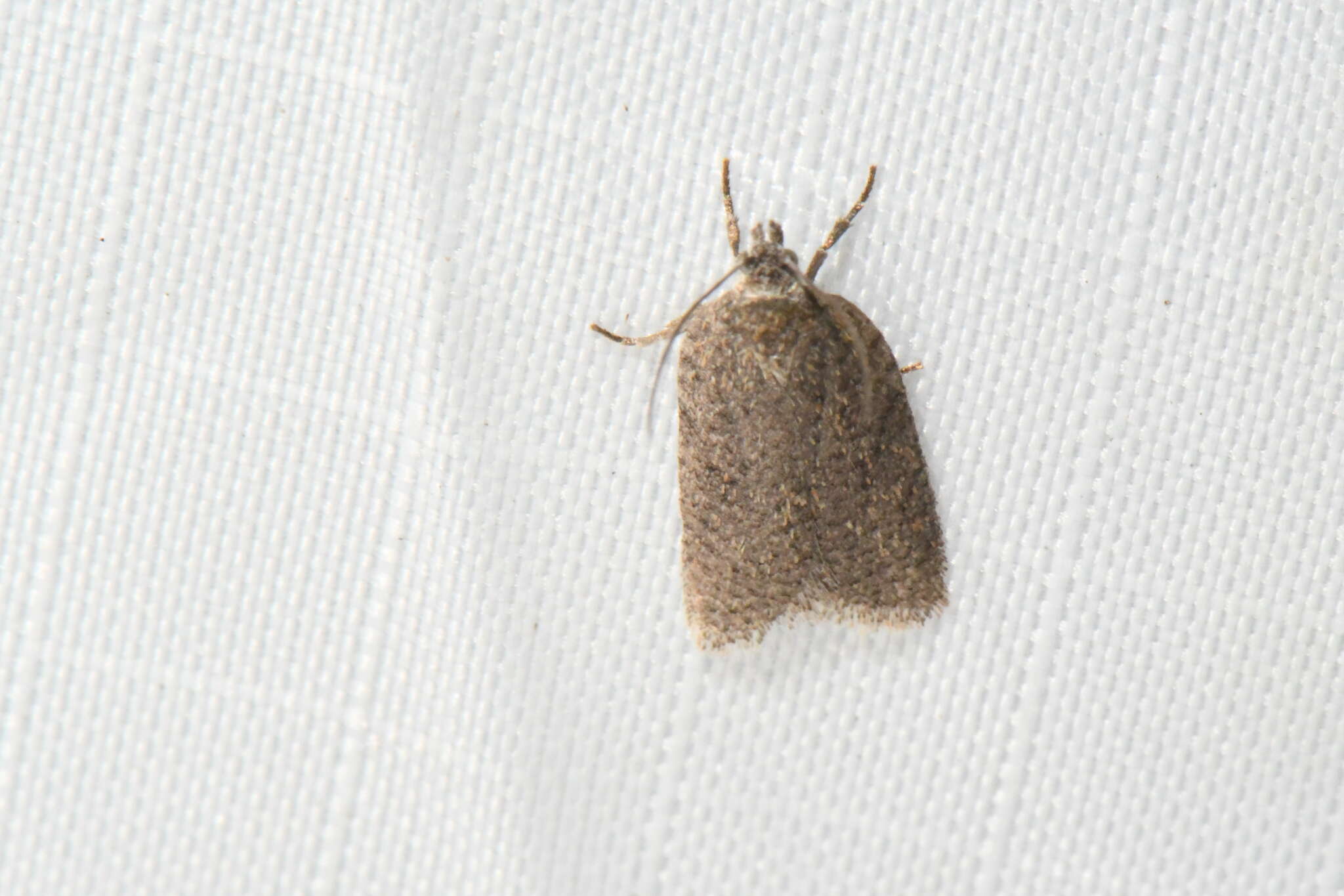 Imagem de Acleris oxycoccana Packard 1869