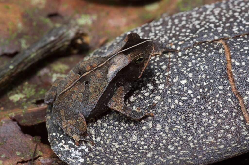 Image of Rhinella margaritifera (Laurenti 1768)