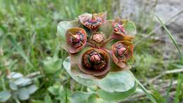 Слика од Euphorbia denticulata Lam.