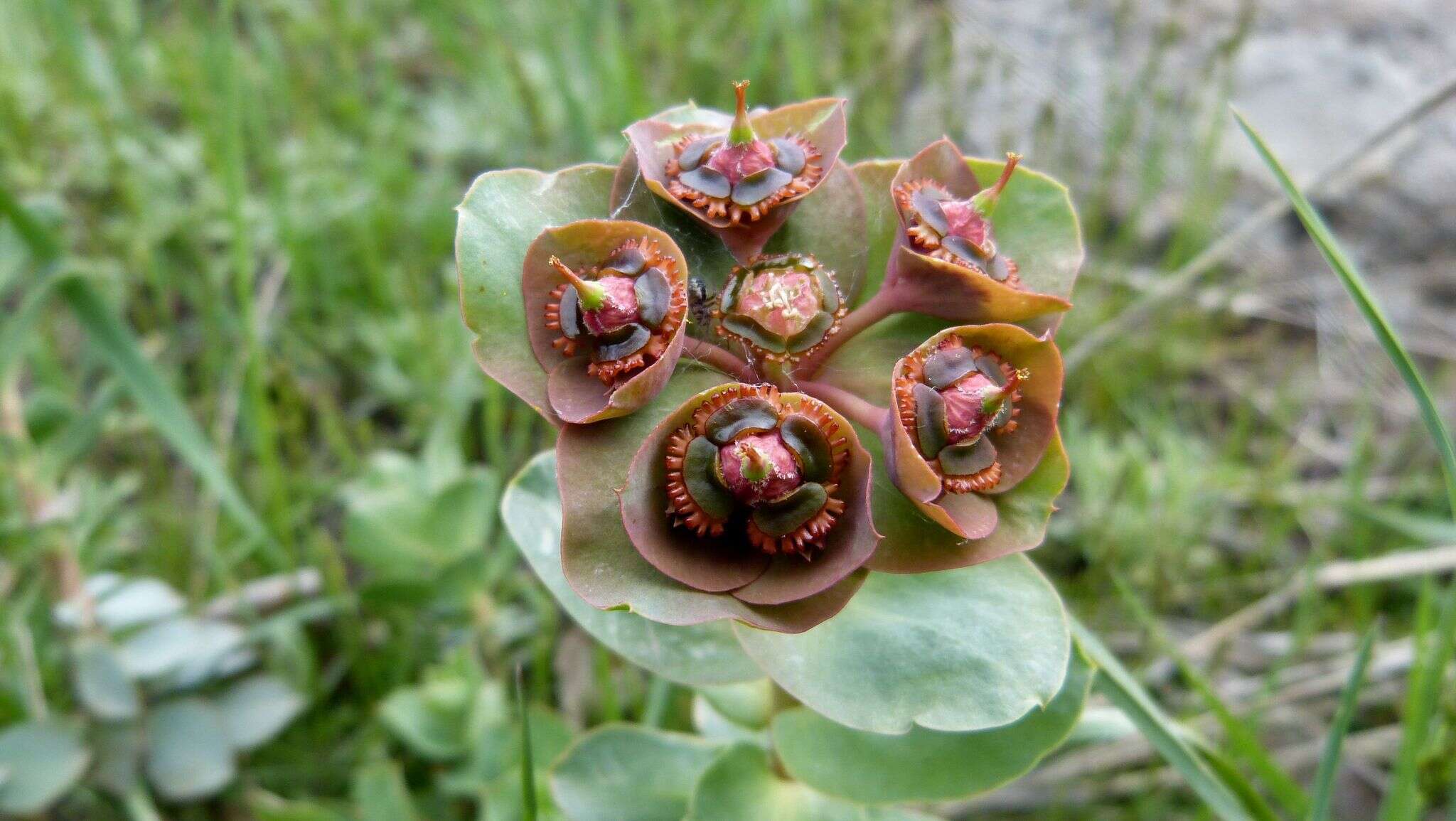 Слика од Euphorbia denticulata Lam.