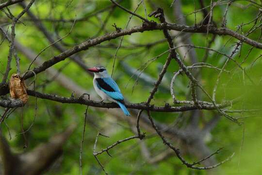 صورة Halcyon senegalensis cyanoleuca (Vieillot 1818)