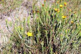 Image of Oedera pungens subsp. trinervis (Thunb.)