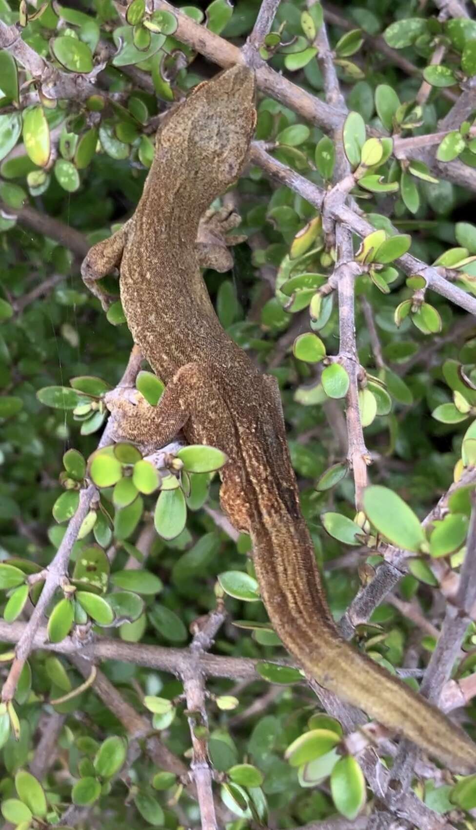 Image of Gold-striped Gecko