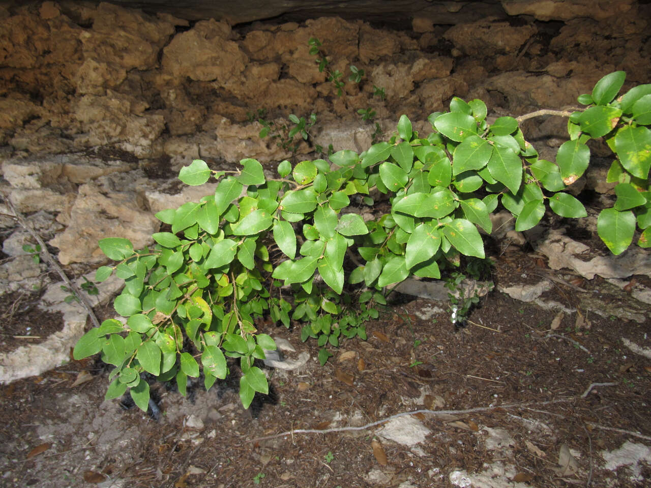 Слика од Forestiera reticulata Torr.