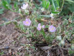 Plancia ëd Spergularia rubra (L.) J. Presl & C. Presl