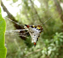 Image de Acrosomoides acrosomoides (O. Pickard-Cambridge 1879)