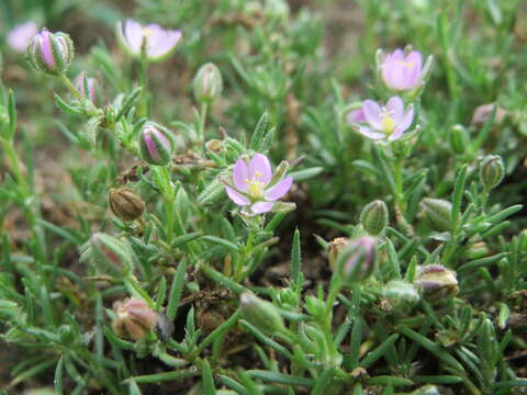 Image of red sandspurry