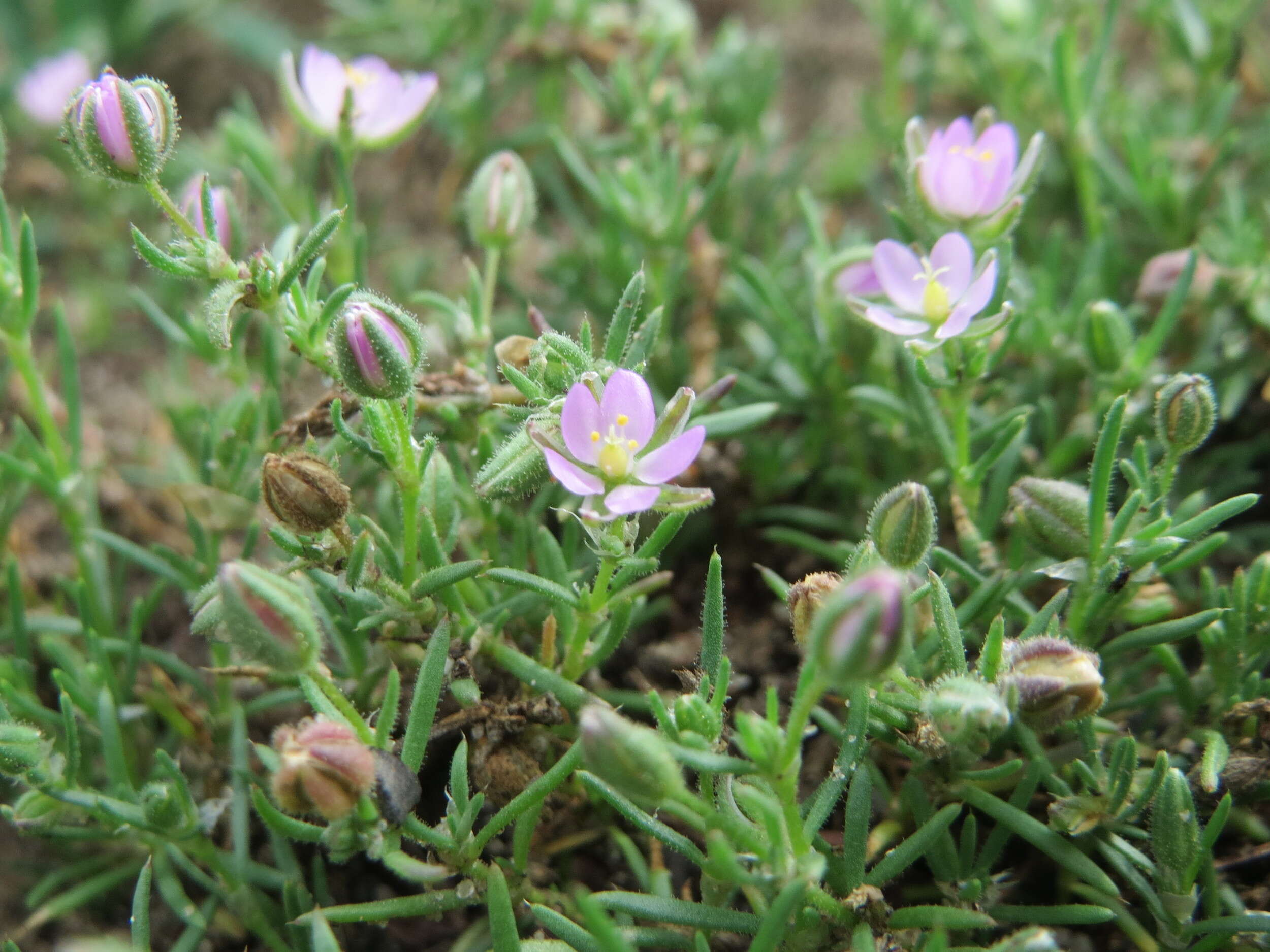 Plancia ëd Spergularia rubra (L.) J. Presl & C. Presl