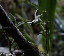 Image de Angraecum mauritianum (Poir.) Frapp.