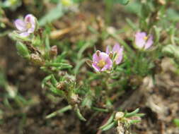 Plancia ëd Spergularia rubra (L.) J. Presl & C. Presl