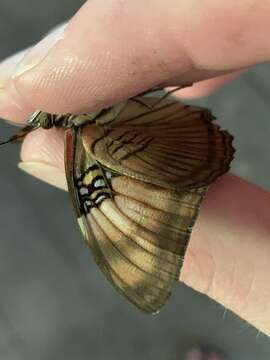 <i>Adelpha mesentina</i>的圖片