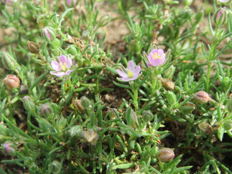 Image of red sandspurry