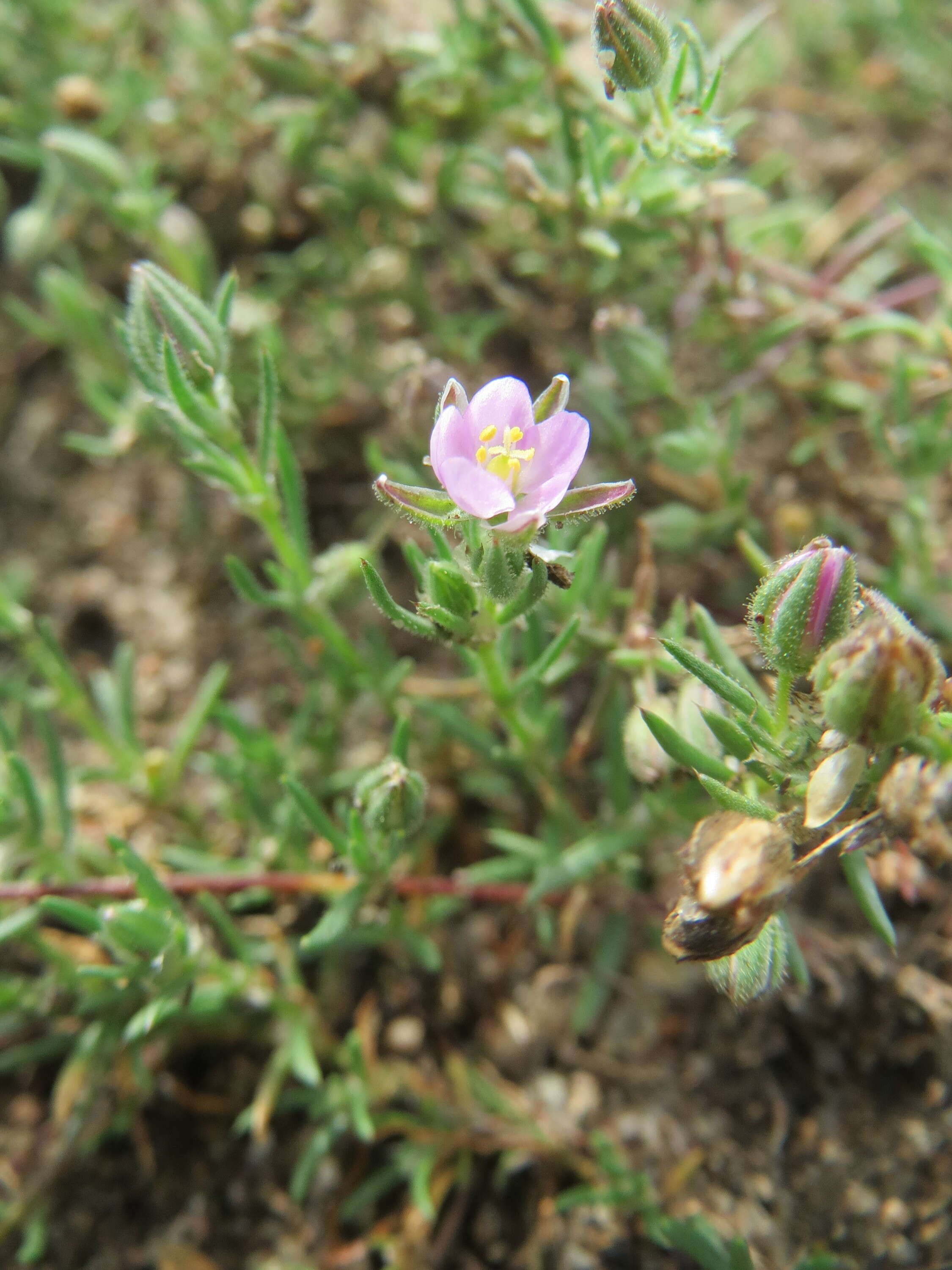 Plancia ëd Spergularia rubra (L.) J. Presl & C. Presl