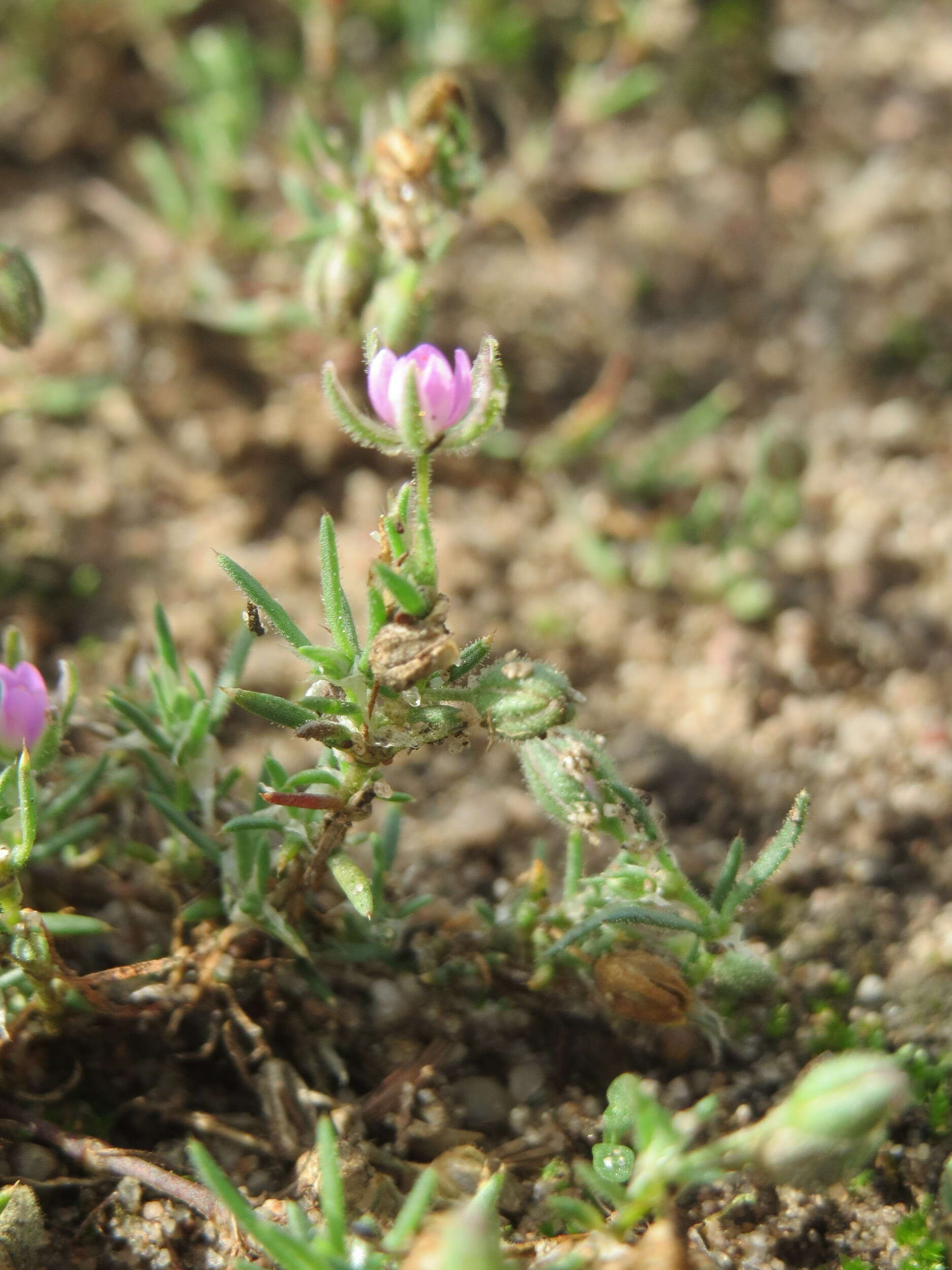 Plancia ëd Spergularia rubra (L.) J. Presl & C. Presl