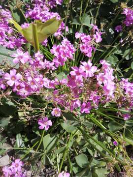 Image of Oxalis monticola Arechav.