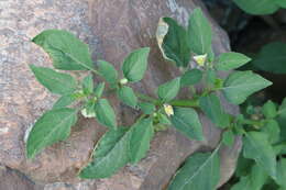 Image of Pygmy Ground-Cherry