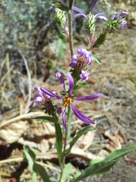 Image of thickstem aster