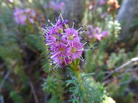 Image of purple mountainheath