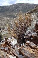 Image of Pelargonium spinosum Willd.