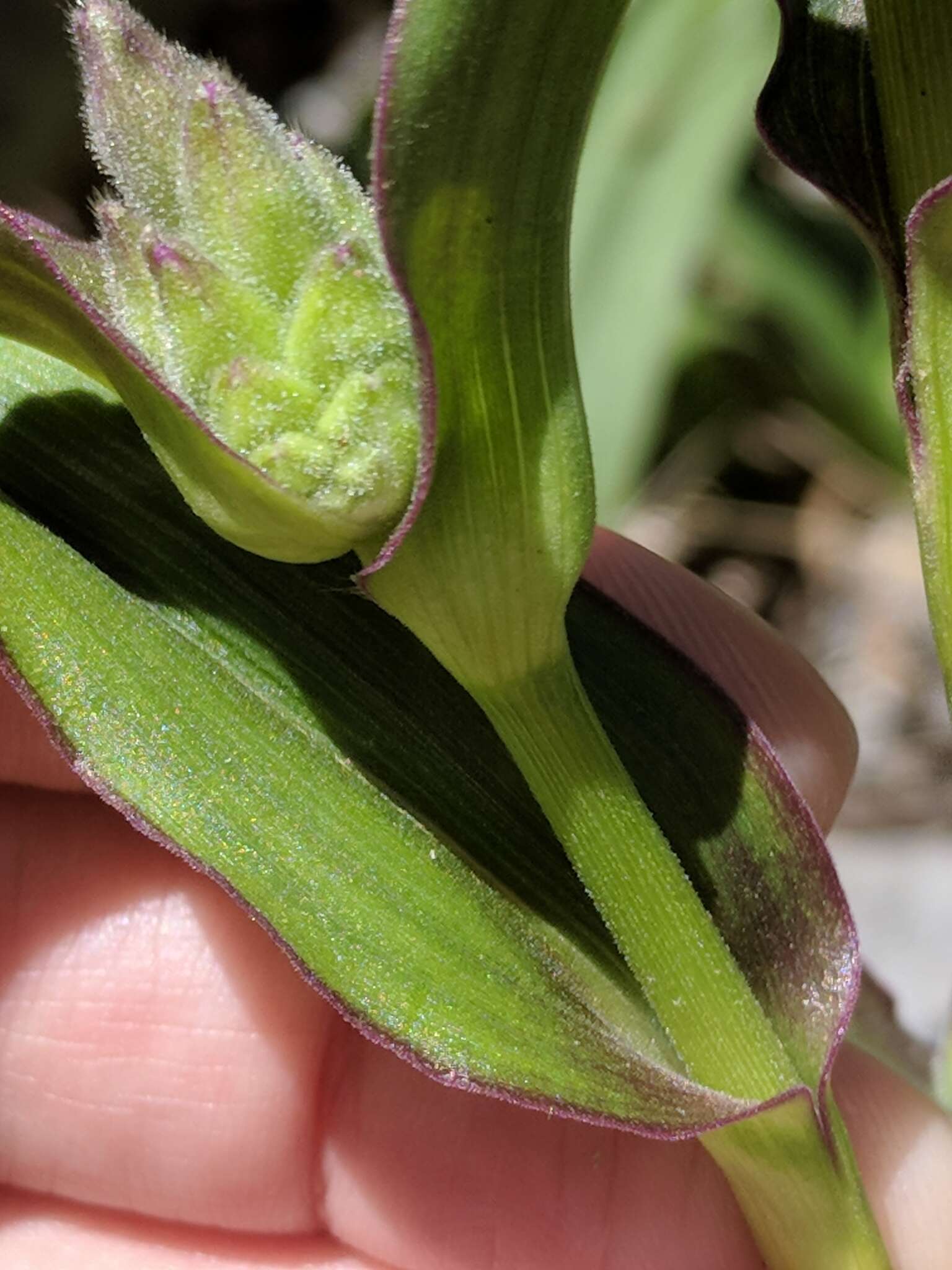 Image of Plateau Spiderwort