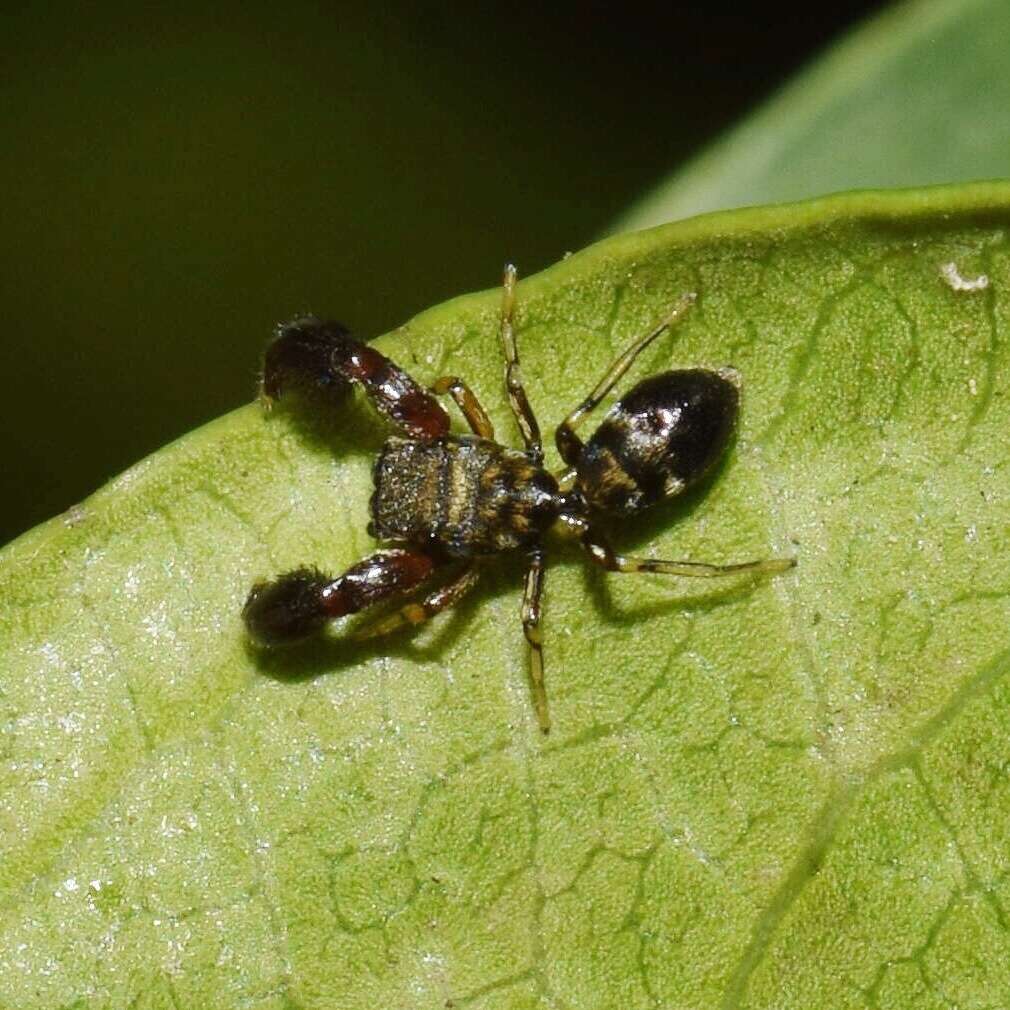 Plancia ëd Afromarengo coriacea (Simon 1900)