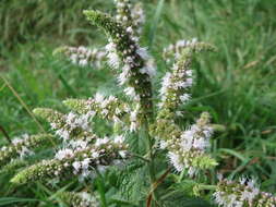 Image of Horse Mint