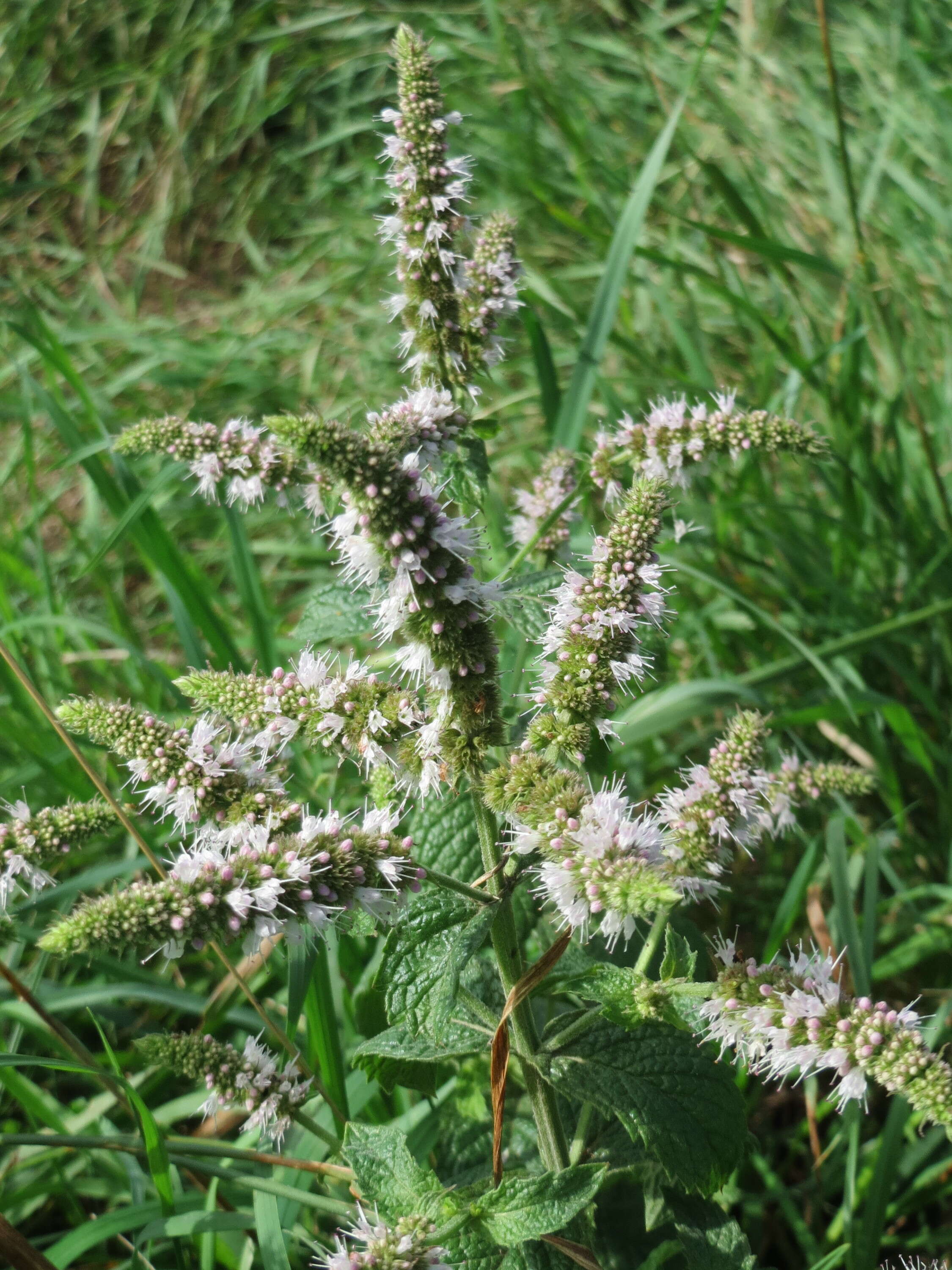 Image of Horse Mint