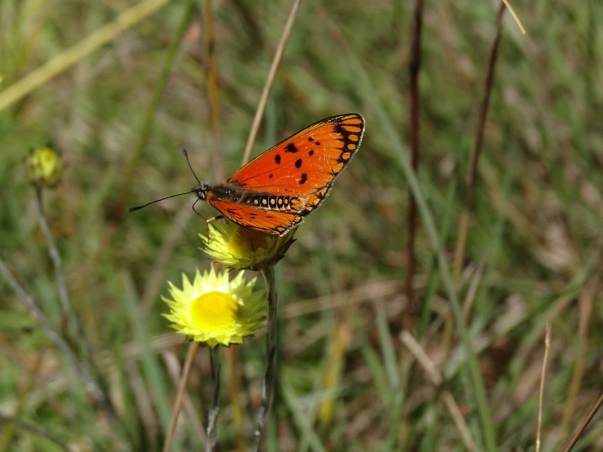 Image de Acraea anacreon Trimen 1868