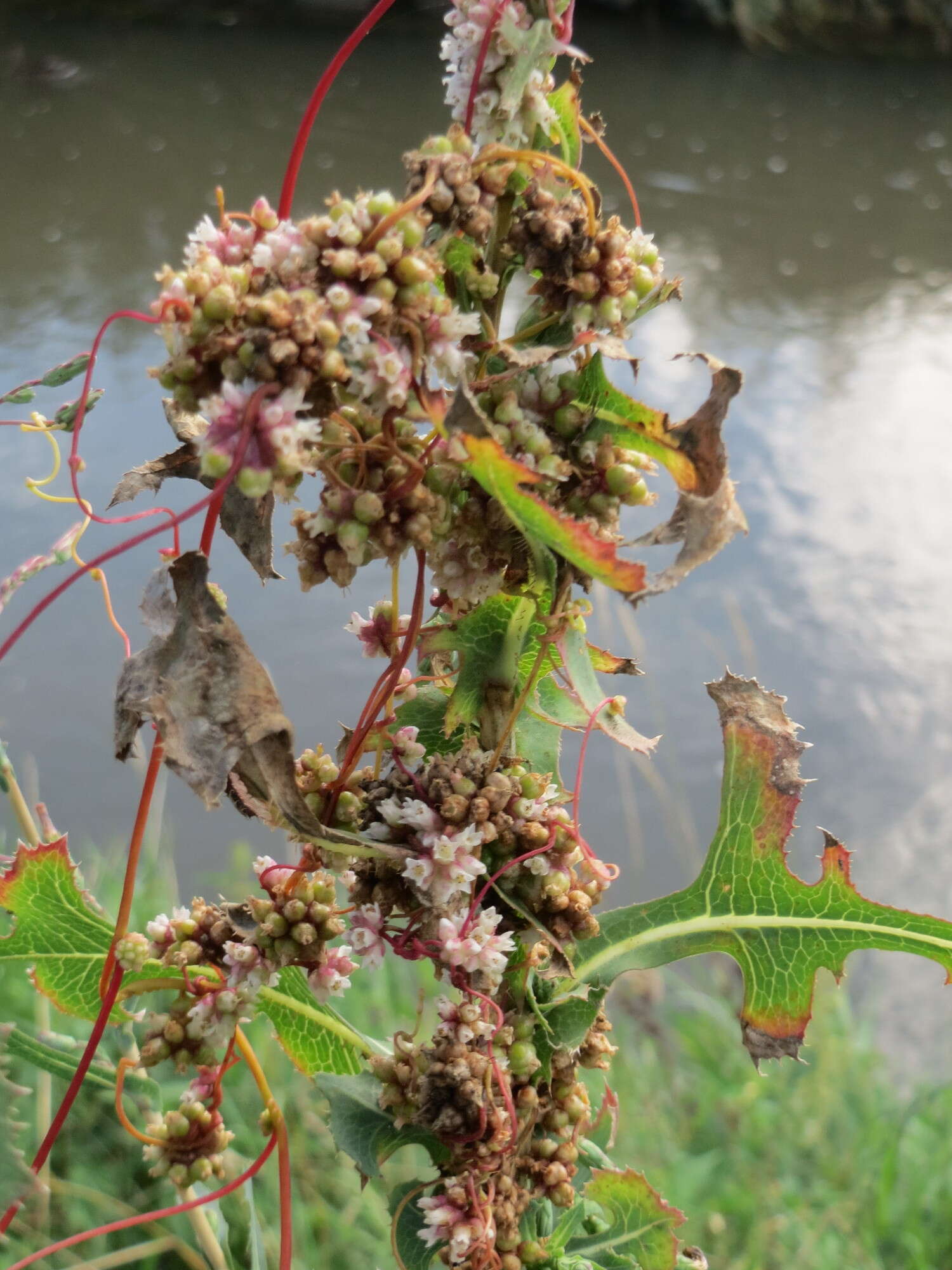 Image of greater dodder