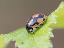 Image of hieroglyphic ladybird