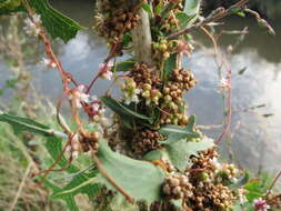 Image of greater dodder