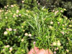 Image of Wild Rosemary